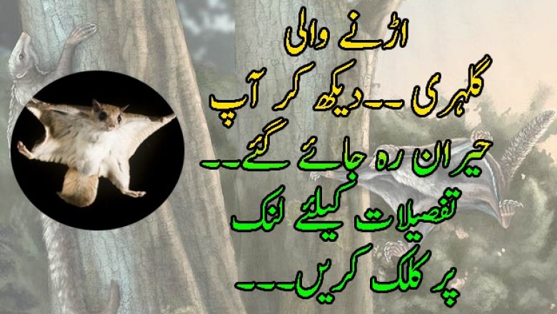 سولہ کڑور سالہ قدیم اڑن مما لیہ  کی دریافت