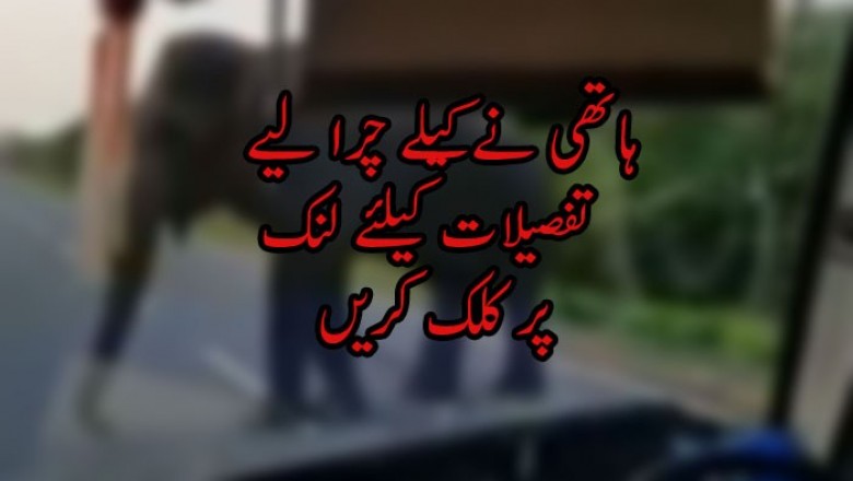  ہاتھی نے کیلے چرا لیے