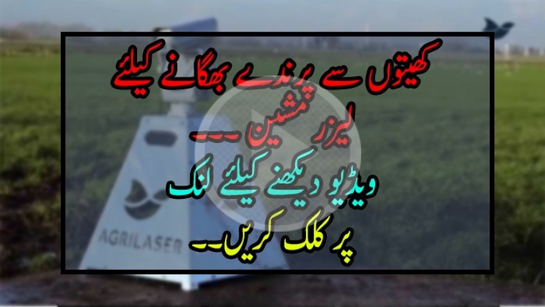 کھیتوں سے پرندے بھگانے کیلئے لیزر لائٹس کا کامیاب تجربہ