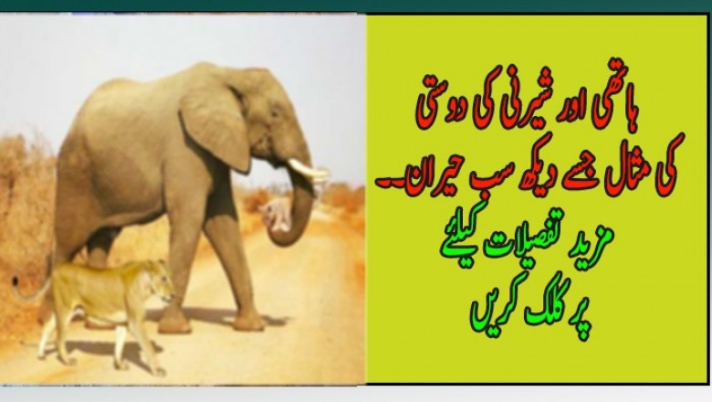 ہاتھی اور شیرنی کی دوستی  کی مثال