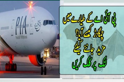 پی آئی اے کے طیارےمیں چمگادڑ