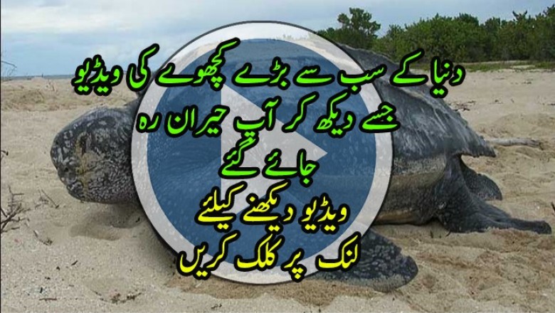 دنیا کا سب سے قوی کچھوا