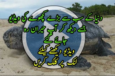 دنیا کا سب سے قوی کچھوا
