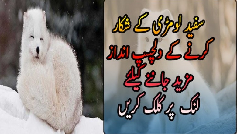 سفید لومڑی کے شکار کرنے کے دلچسپ انداز