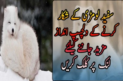 سفید لومڑی کے شکار کرنے کے دلچسپ انداز