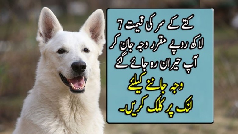 کتے کے سر کی قیمت 7 لاکھ روپے مقرر