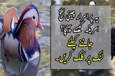  چینی بطخ امریکہ کیسے پہنچا؟