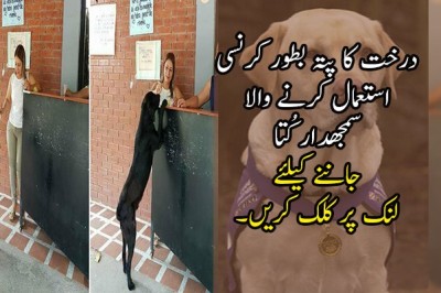 درخت کا پتہ بطور کرنسی استعمال کرنے والا سمجھدار کُتا