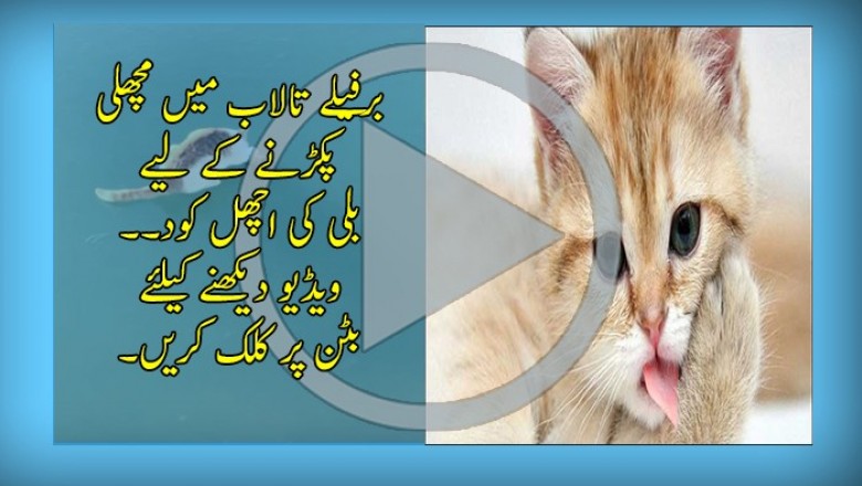 برفیلے تالاب میں مچھلی پکڑنے کے لیے بلی کی اچھل کود