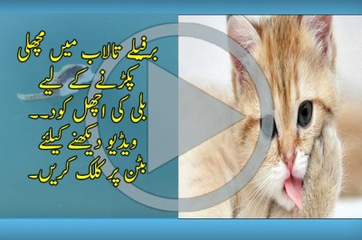 برفیلے تالاب میں مچھلی پکڑنے کے لیے بلی کی اچھل کود