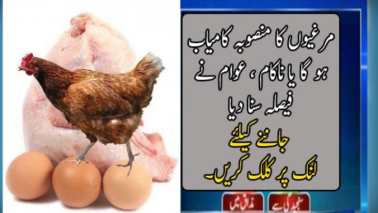 مرغیوں کا منصوبہ کامیاب ہو گا یا ناکام ؟