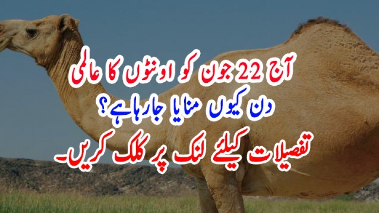 آج 22 جون کو اونٹوں کا عالمی دن کیوں منایا جارہاہے؟