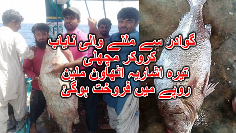گوادر سے ملنے والی نایاب کروکر مچھلی تیرہ اشاریہ اٹھاون ملین روپے میں فروخت ہوگئ