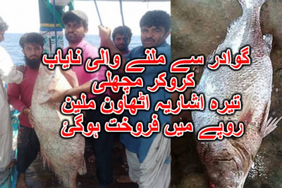 گوادر سے ملنے والی نایاب کروکر مچھلی تیرہ اشاریہ اٹھاون ملین روپے میں فروخت ہوگئ