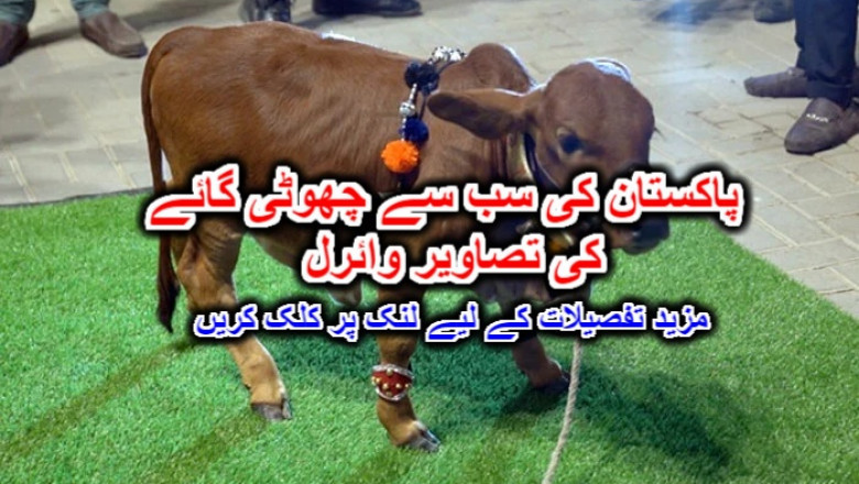 پاکستان کی سب سے چھوٹی گائے کی تصاویر وائرل