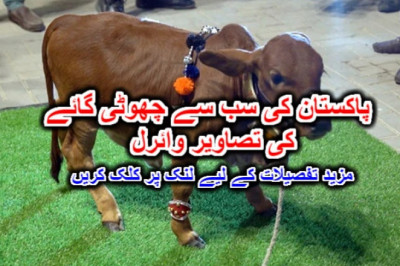 پاکستان کی سب سے چھوٹی گائے کی تصاویر وائرل