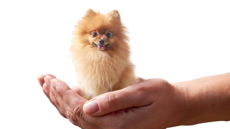 World’s Shortest Dog, Tiny Dog Sets Guinness Record Of Being Smaller Than TV Remote.