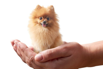 World’s Shortest Dog, Tiny Dog Sets Guinness Record Of Being Smaller Than TV Remote.