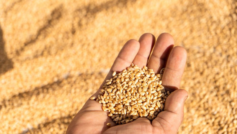 Pakistan Produces A Record 20.75 Million Metric Tonnes Of Wheat in 2023