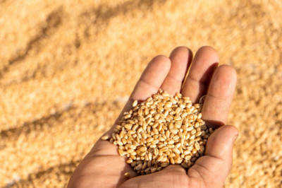 Pakistan Produces A Record 20.75 Million Metric Tonnes Of Wheat in 2023