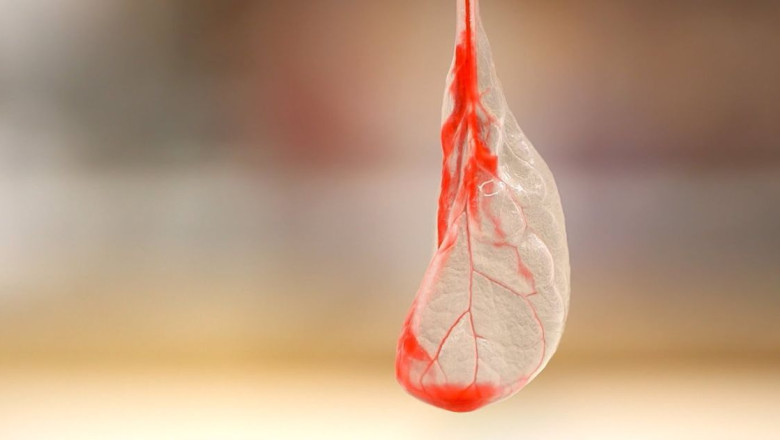 Researchers Found A Method To Create Functional Human Heart Tissue From Spinach Leaves