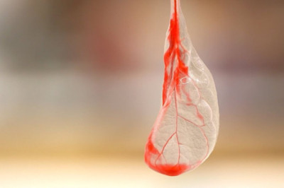 Researchers Found A Method To Create Functional Human Heart Tissue From Spinach Leaves
