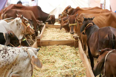 Eid-Ul-Azha Will Most Likely Be Observed on June 29 or 30