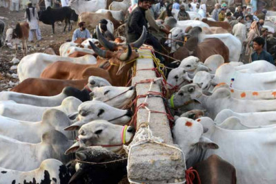 Elevating Eid-Ul-Adha: Asia's Largest Cattle Mandi 2024 in Karachi